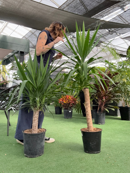 Person standing next to two large potted Yucca Cane plants in a greenhouse setting