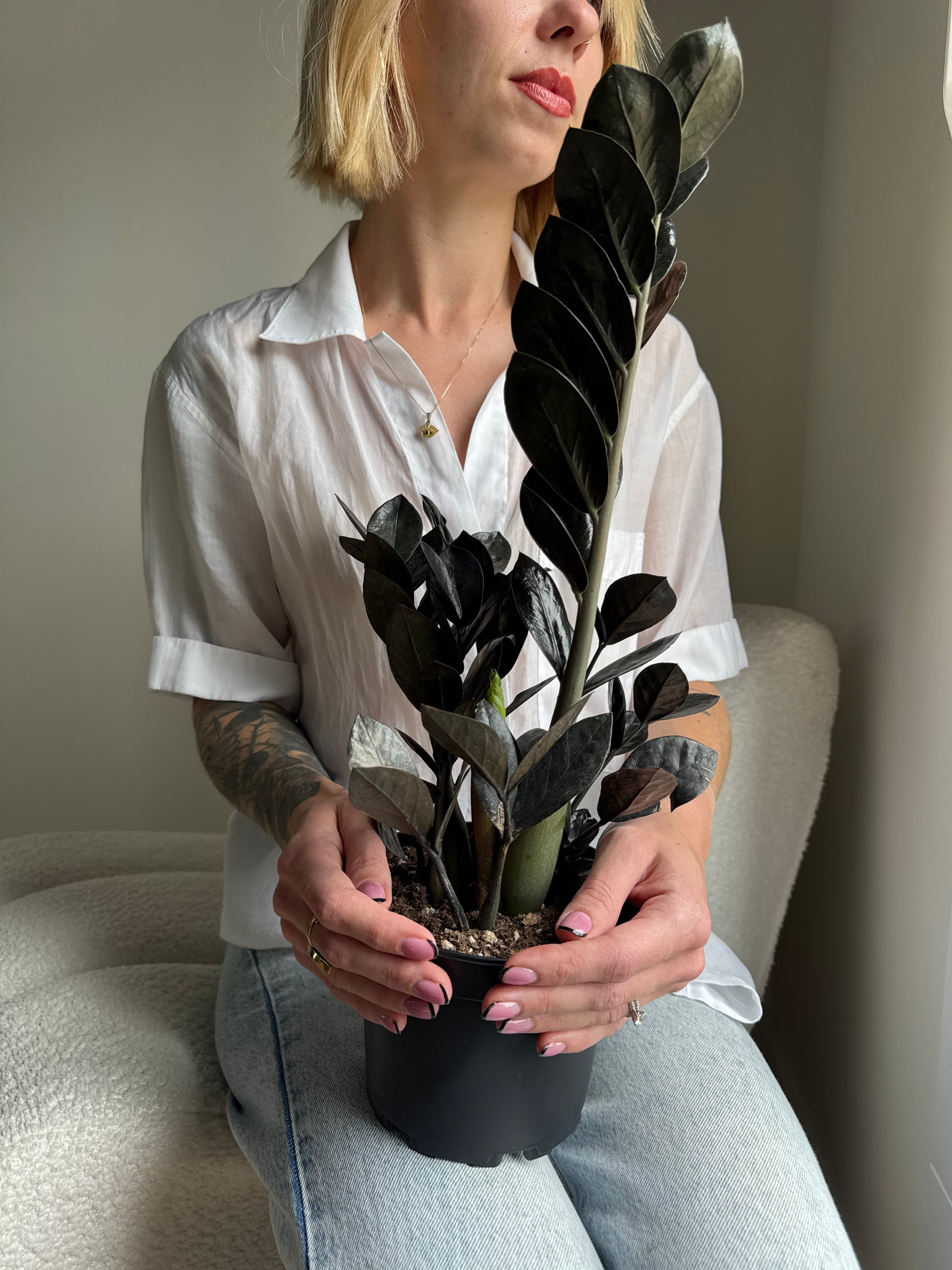 Person holding a black zz plant with a neutral background