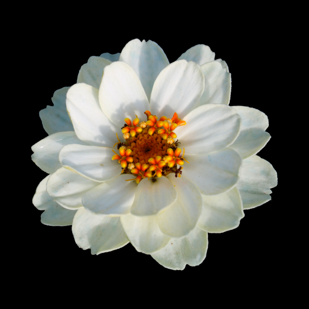 a close up of a singular white zinnia profusion white flower with a yellow centre against a black background