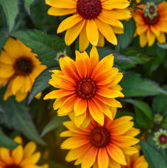 Sundial PPAF False Sunflower (PW)