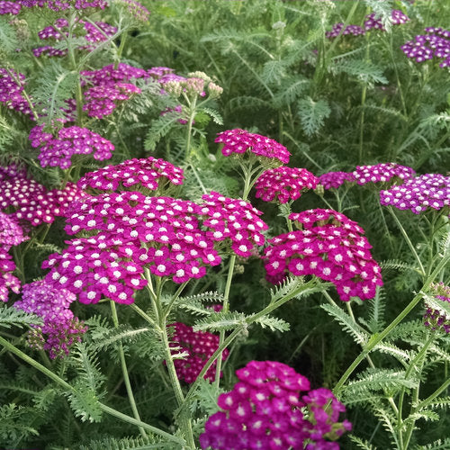 New Vintage™ Violet Yarrow