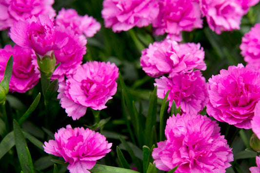 Sunflor® Faganza Dwarf Hardy Carnation