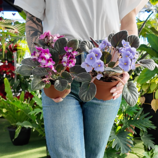 a person holding two potted African violet plants with pink and purple flowers in a greenhouse setting
