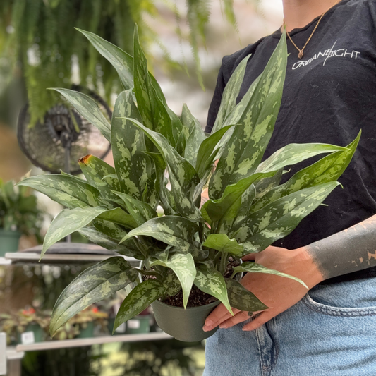 a person holding a potted aglaonema plant with green variegated leaves in a greenhouse setting