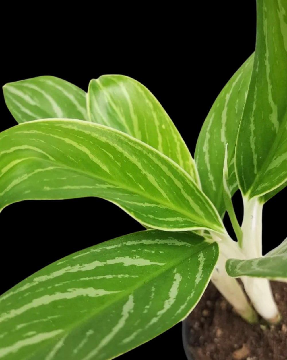 plant with bright green leaves and white stripped variegation on a black background 