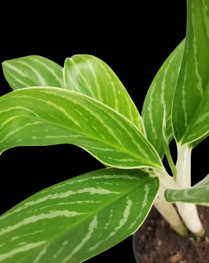 plant with bright green leaves and white stripped variegation on a black background 