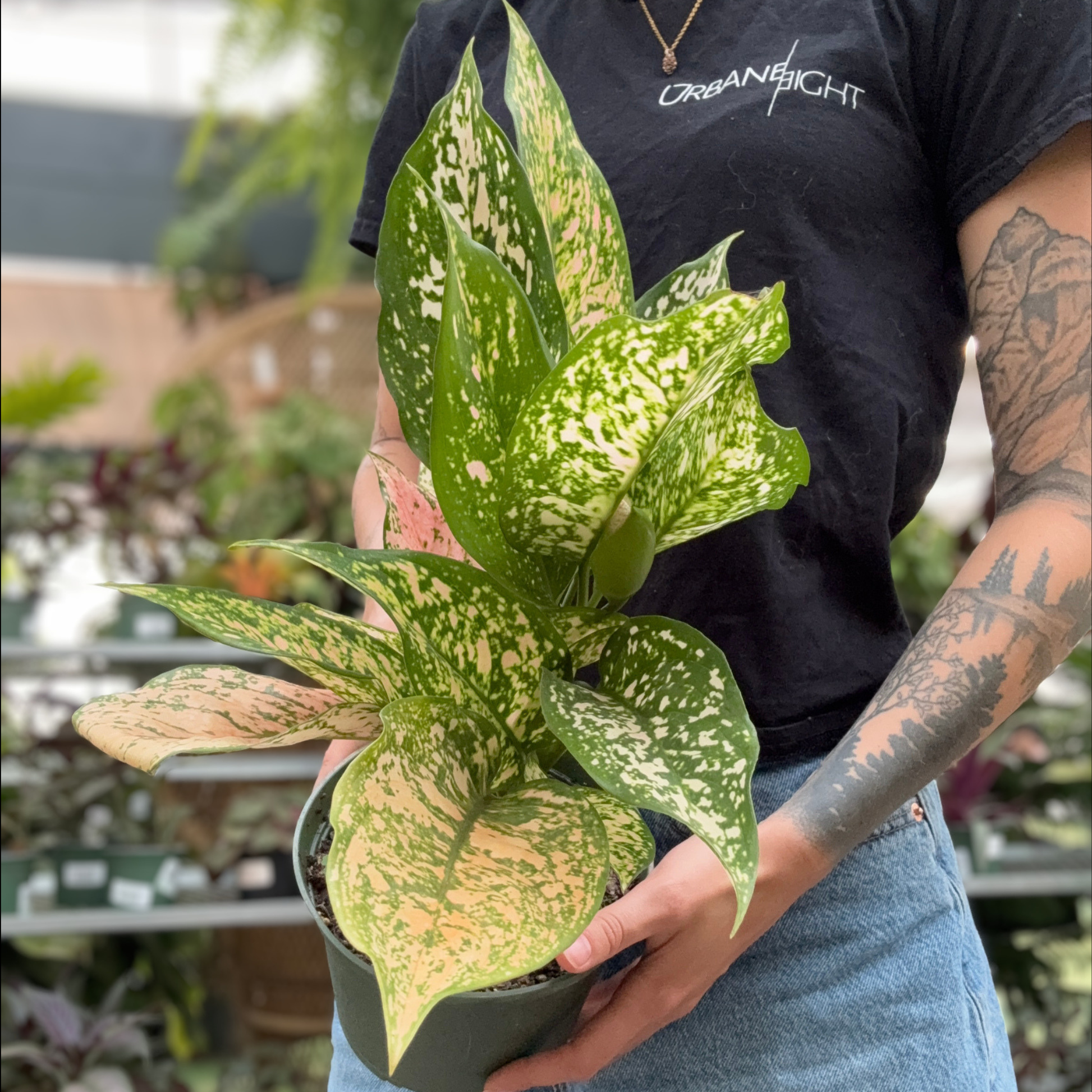 a person holding a potted aglaonema etta rose plant with green white and pink leaves in a greenhouse setting