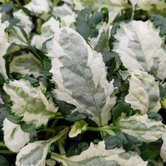 Princesse Leia Bugleweed