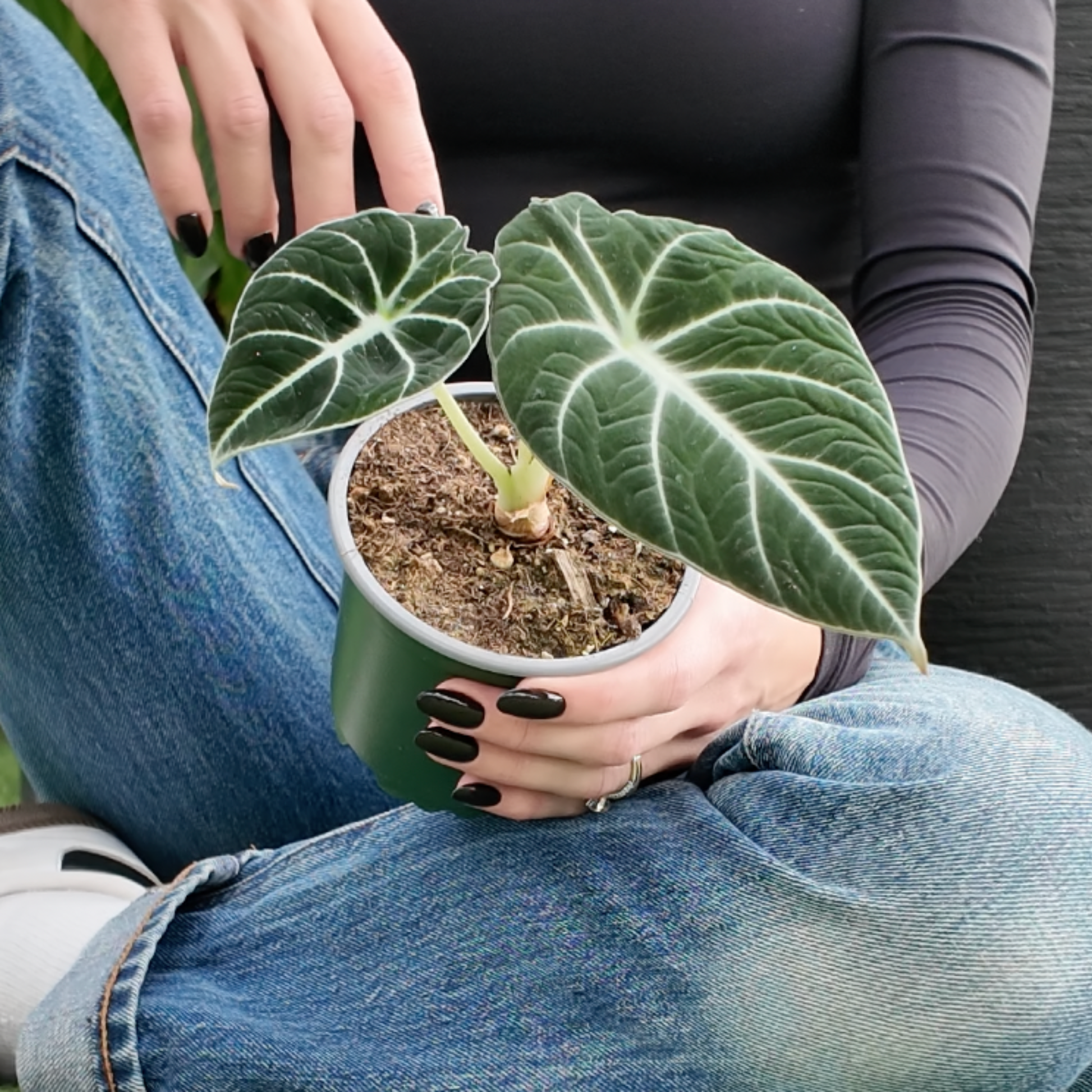 Person holding a potted alocasia black velvet plant with green leaves
