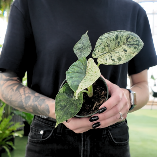person holding a potted alocasia dragon scale plant in a greenhouse setting