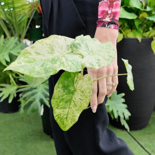 a picture of a woman holding an alocasia macrorrhiza camouflage variegata in a greenhouse setting 