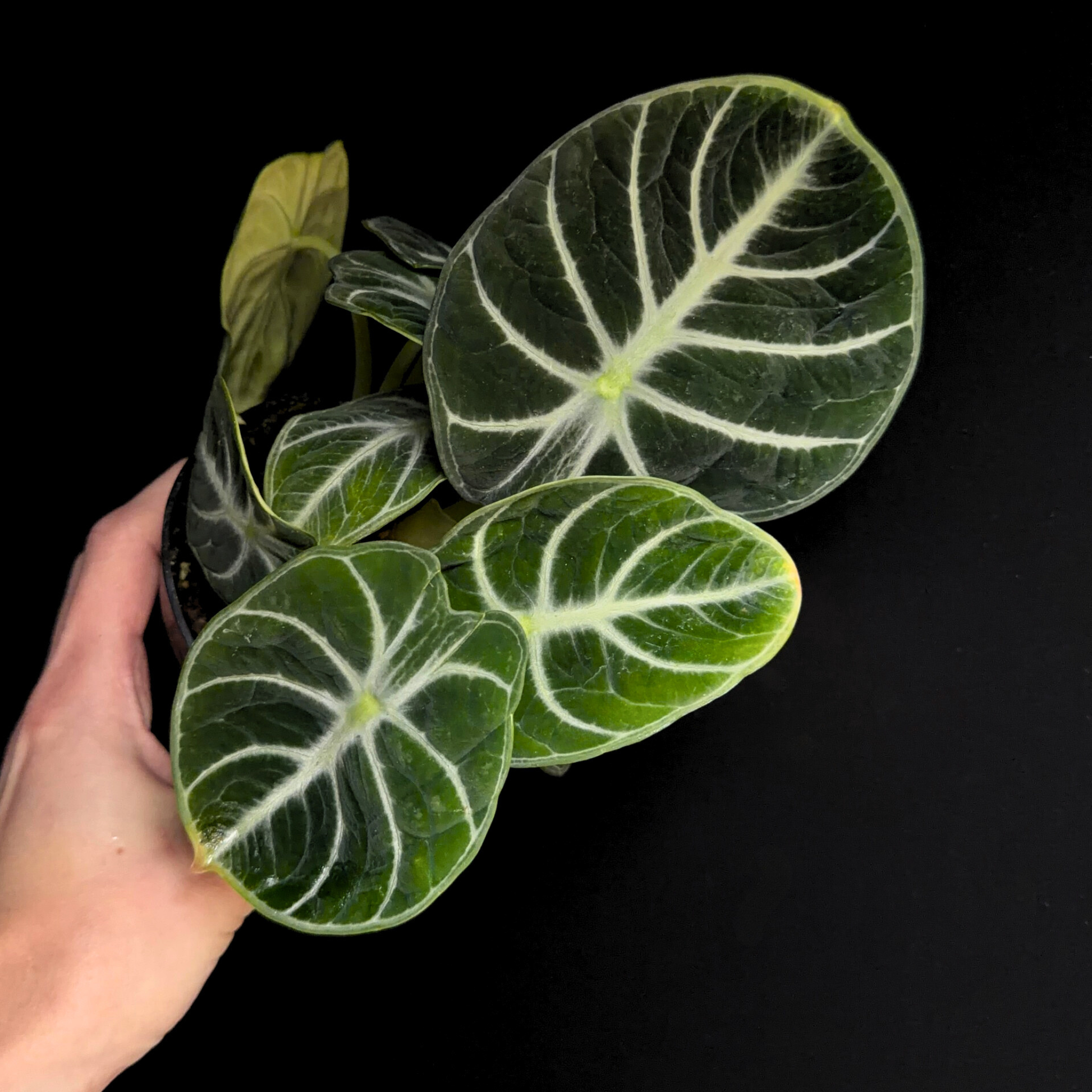 a person holding a potted alocasia ninja plant with a black background