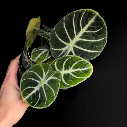 a person holding a potted alocasia ninja plant with a black background