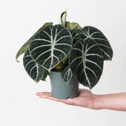 a hand holding a potted alocasia ninja with large dark green leaves and a white background