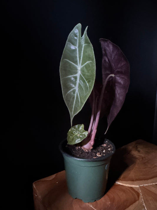 A potted Alocasia Pink Princess plant with heart-shaped leaves, with one side of the leaves variegated in pink against a dark green background.
