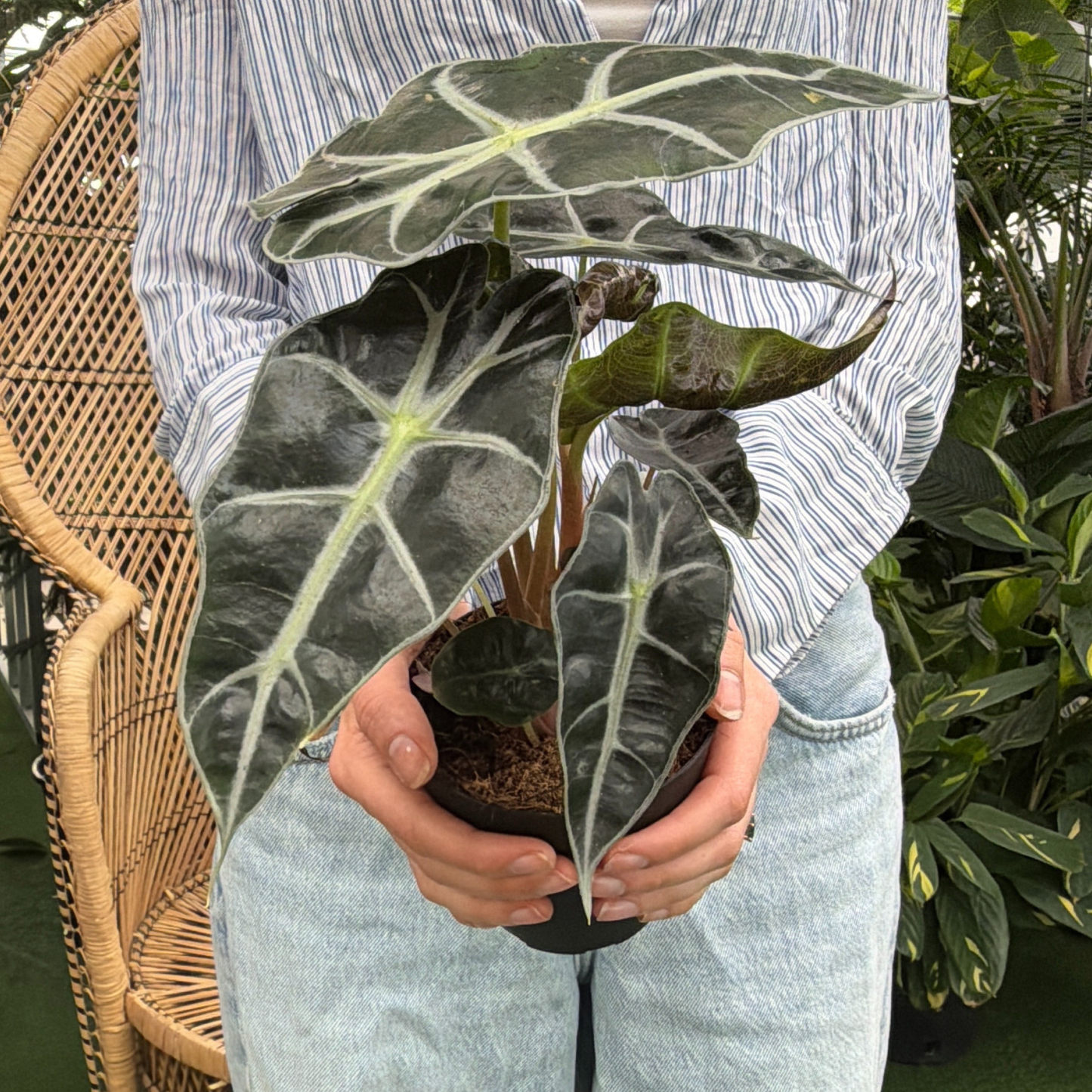 Alocasia Polly