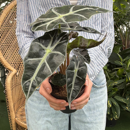 a person holding a potted alocasia polly plant in a greenhouse setting