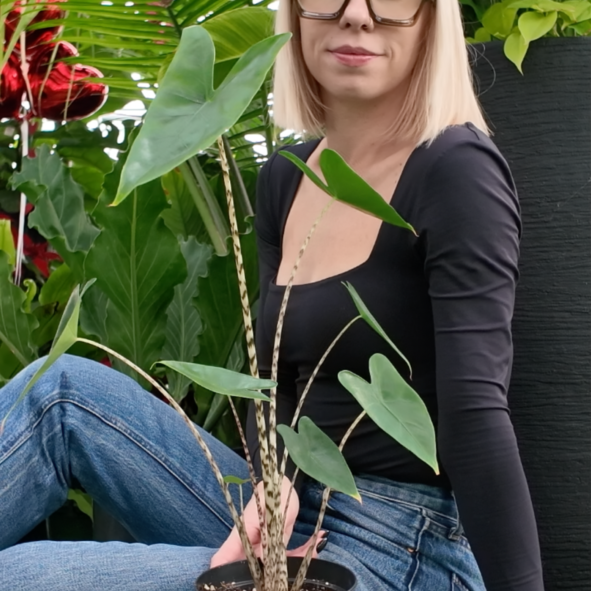 a picture of a women wearing a black shirt and blue jeans sitting next to a alocasia zebrine potted houseplant in a greenhouse setting 