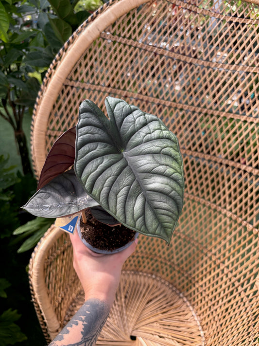 Person holding a potted plant with a wicker chair in the background