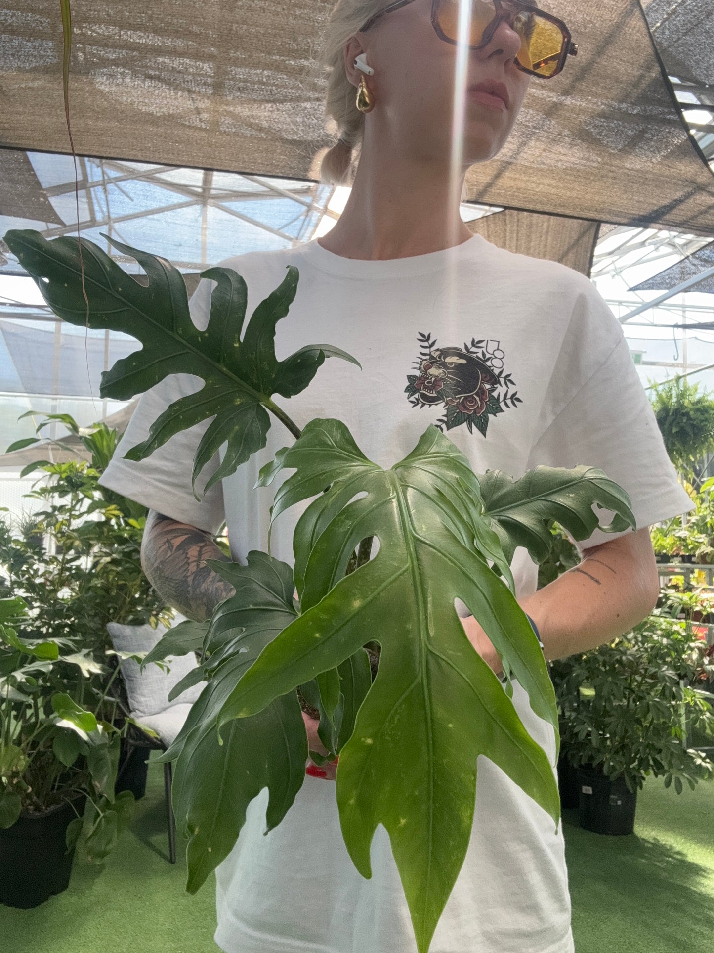 a woman with a white t-shirt  wearing yellow sunglasses holding a potted alovasia brancifolia with a blurred greenhouse background 