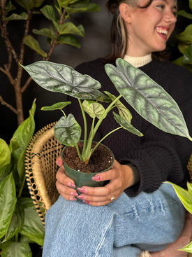 /products/alocasia-dragon-scale