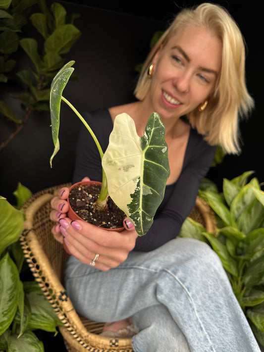 person holding an alocasia frydek with green and white leaves sitting on a wicker chair
