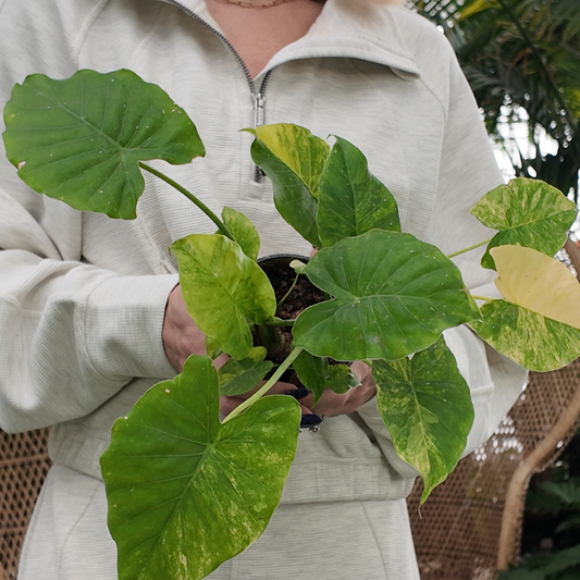 a person in an all white outfit holding a potted green alocasia gageana area plant with short triangle shaped leaves with light green variegations in a greenhouse setting