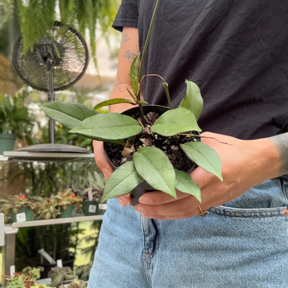 a person holding a potted green Hoya parasitica house plant in a greenhouse setting