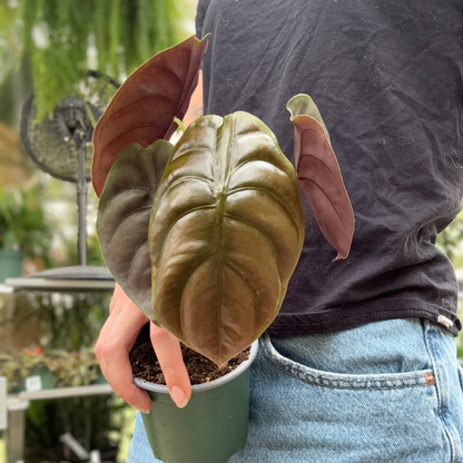 a person a potted alocasia red secret plant in a greenhouse setting
