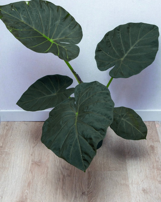 Potted plant with large green leaves on a wooden floor against a white wall.