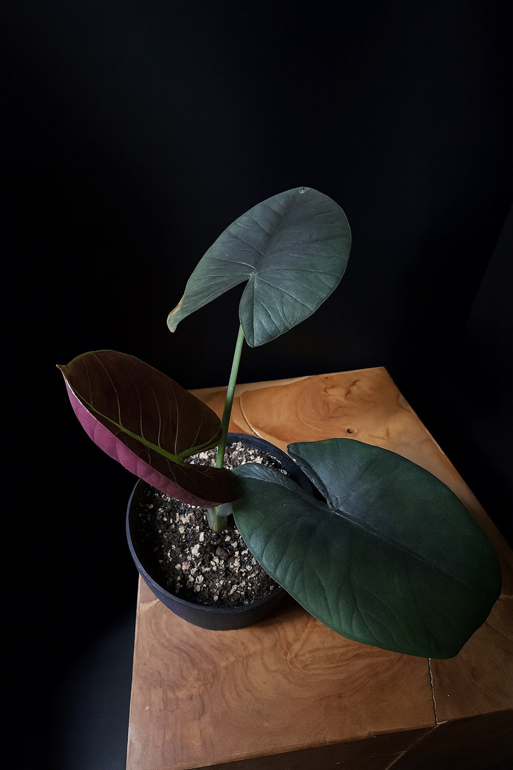 Potted plant on a wooden surface with a dark background