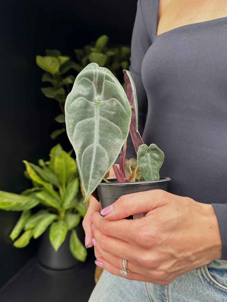 Person holding a potted Alocasia Watsoniana plant with a dark background
