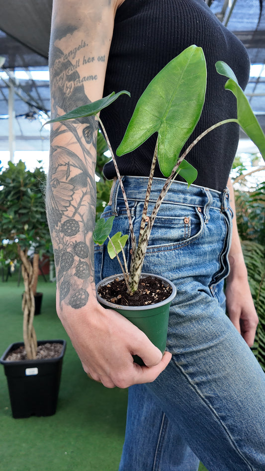 Person holding a potted alocasia zebrina plant in an indoor greenhouse setting with greenery around