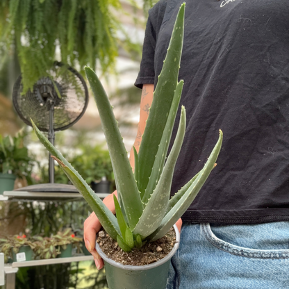 A person in a black t-shirt and blue jeans holds a potted aloe vera plant in a green plastic pot, with a greenhouse background containing other plants.