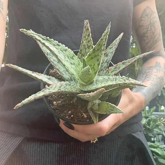 a person holding a potted aloe pink blush plant with plants in the background