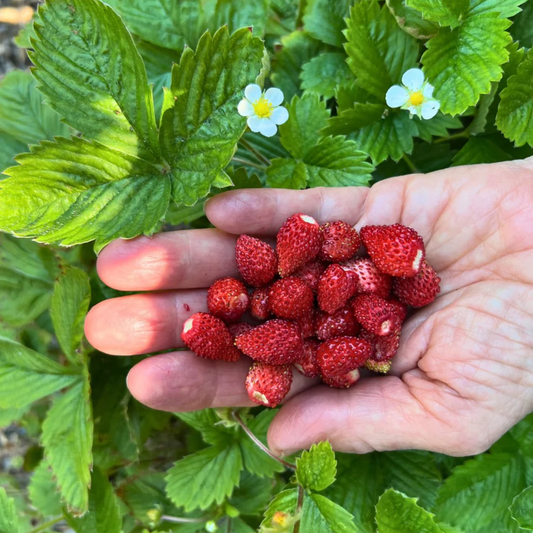a hand holding a handful of bright red alpine mignonette strawberries against a leafy background