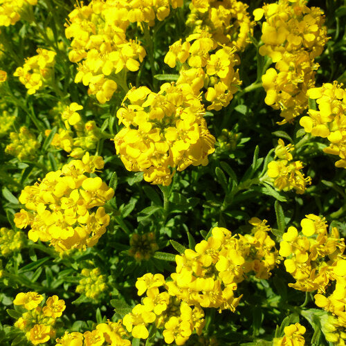 Golden Spring Alyssum