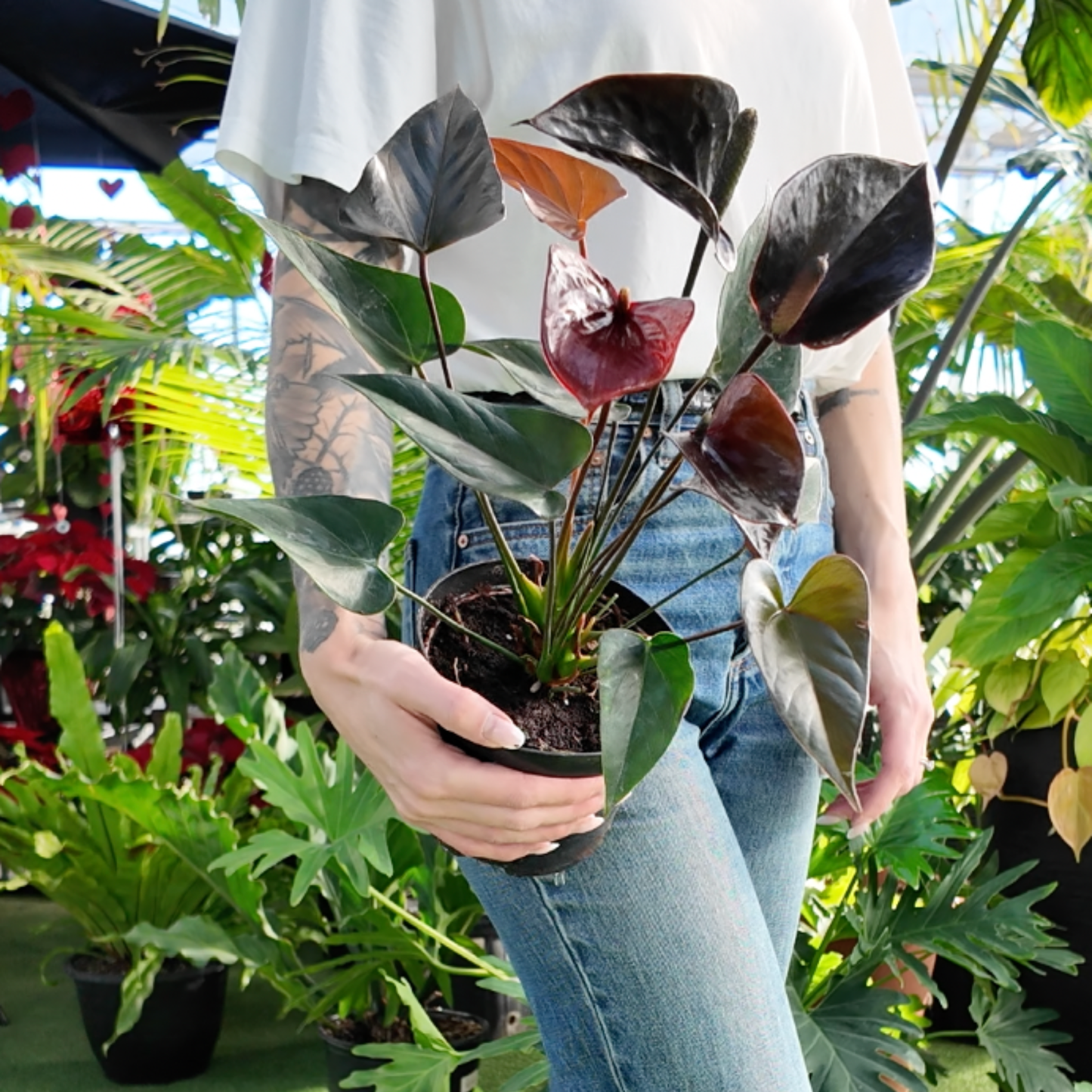 Person holding a potted anthurium plant in a greenhouse setting