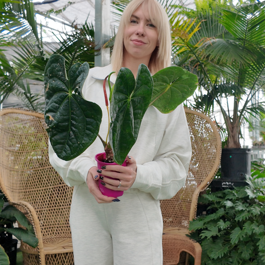 a person in an all white outfit holding a potted green anthurium villenaorum x lutxurians plant with large green leaves in a greenhouse setting