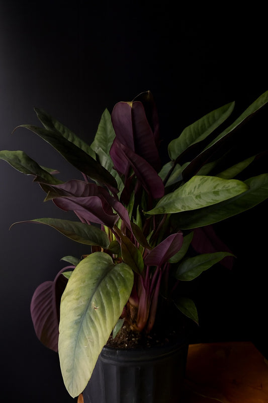 Potted plant with dark and light green  and purple leaves against a black background