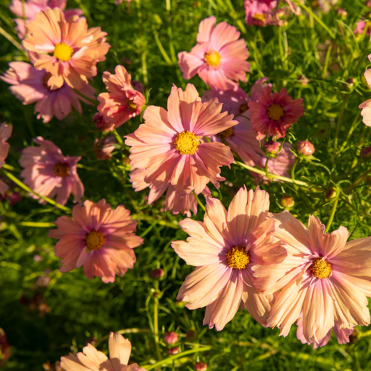 Pink cosmos flowers with yellow centers blooming in a green grassy field.
