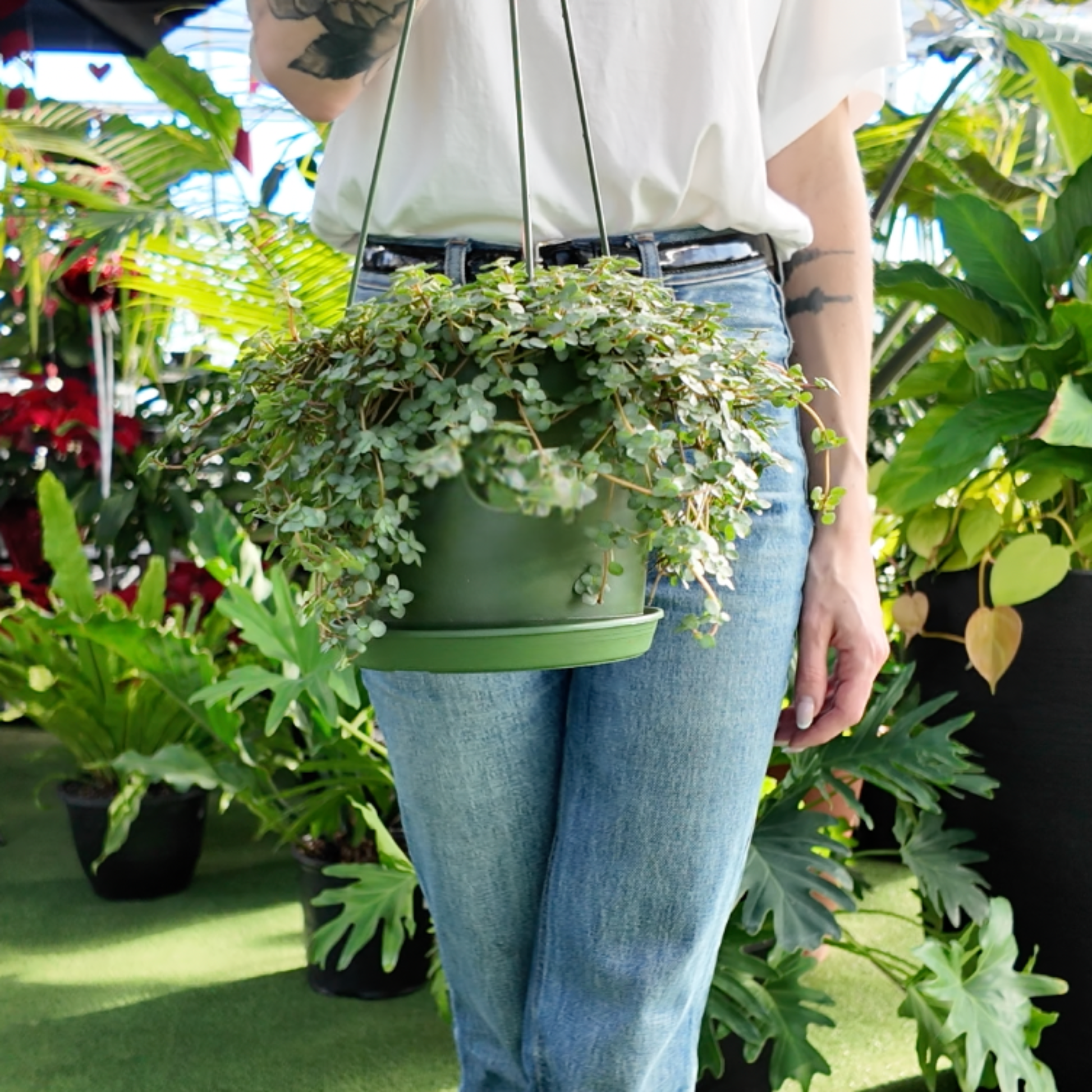 a person holding a hanging basket potted Pilea Glauca ‘Aquamarine’ plant in a greenhouse setting