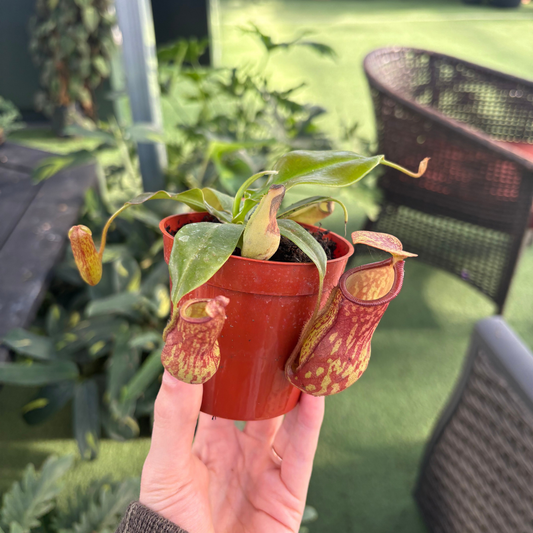 hand holding a potted asian pitcher plant in a greenhouse setting
