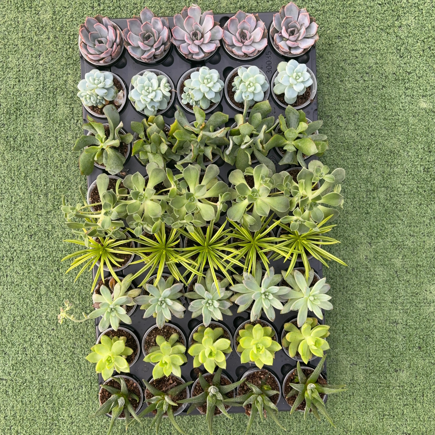 a collection of extra small assorted succulents in a black tray on a green grass like surface