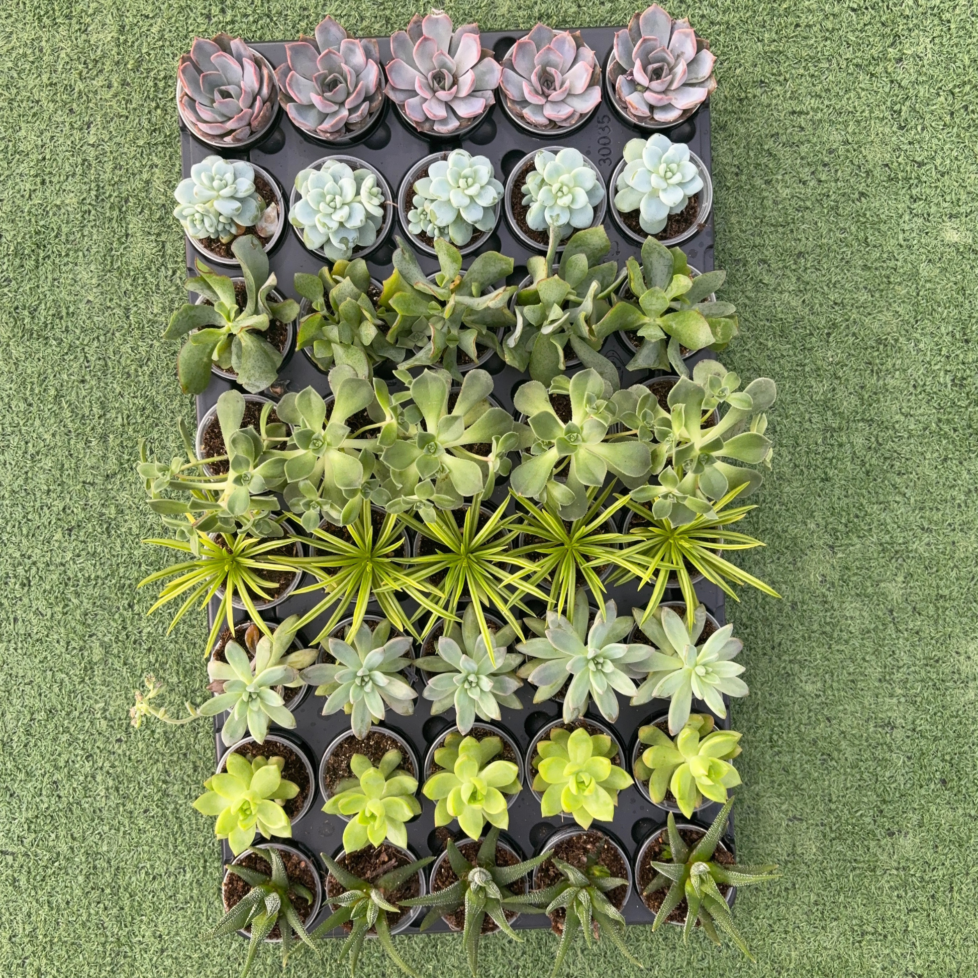 a collection of extra small assorted succulents in a black tray on a green grass like surface