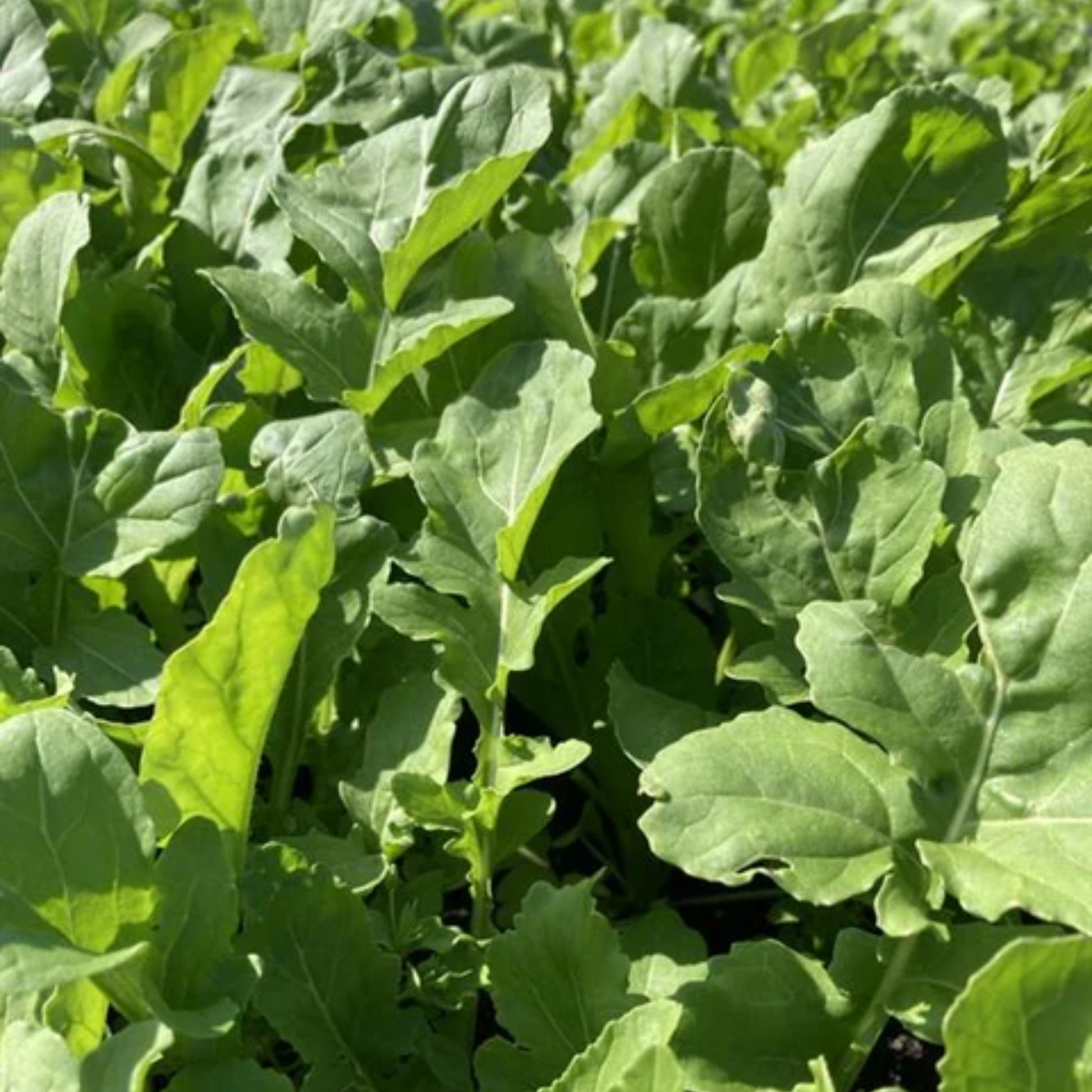 a close up of the bright green leaves of the growing astro arugula plant