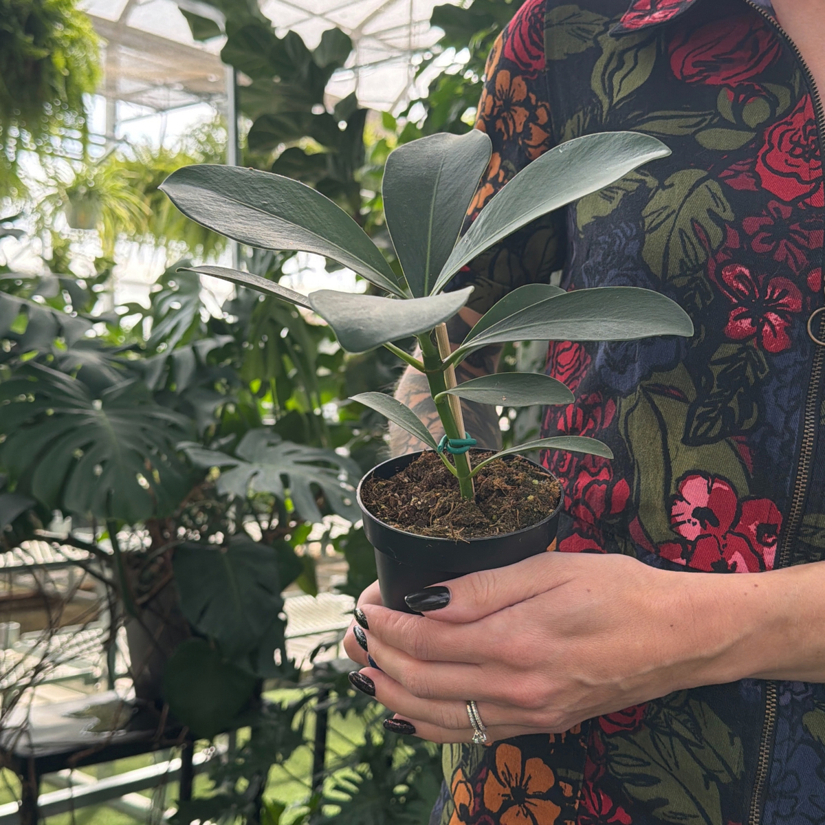 a person in a floral colourful jumpsuit holding a potted autograph tree in a greenhouse setting
