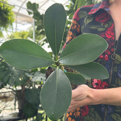 a person in a floral colourful jumpsuit holding a potted autograph tree plant tilted towards the screen in a greenhouse setting