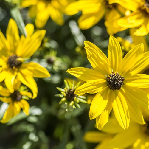 Tournesol à feuilles étroites