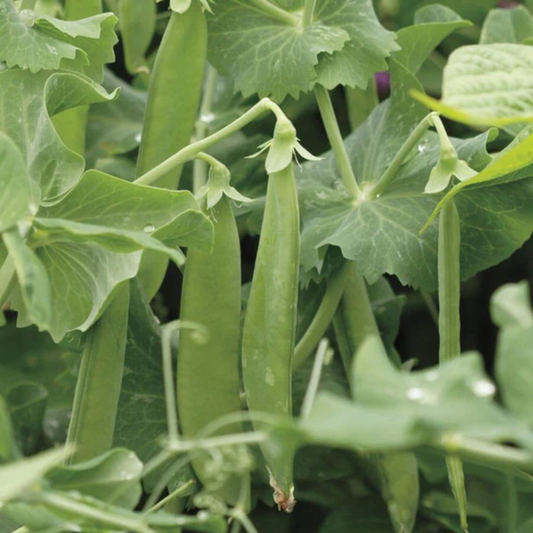 green avalanche snow peas growing through its own green leaves